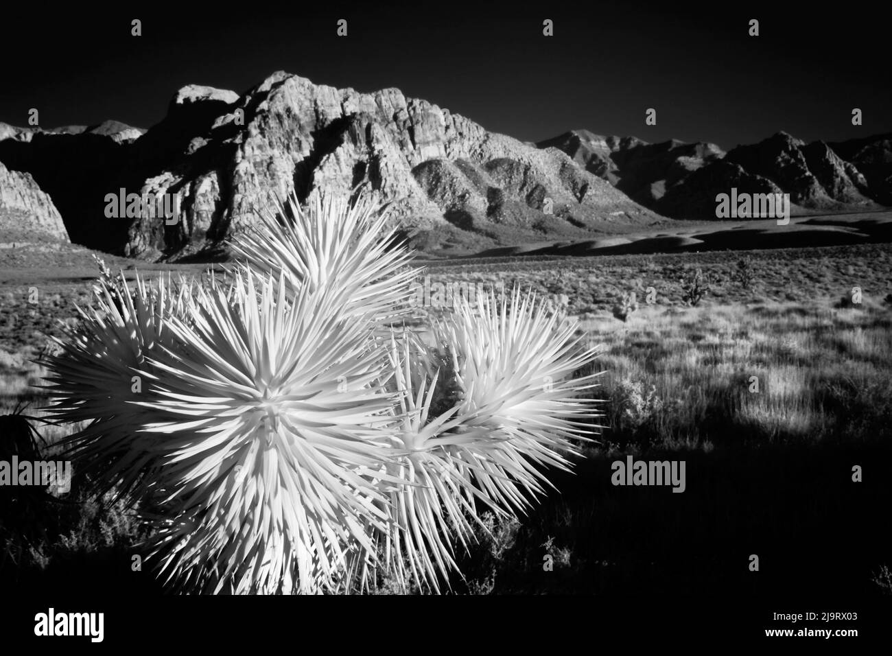 Joshua Tree, deserto del Mojave, California Foto Stock