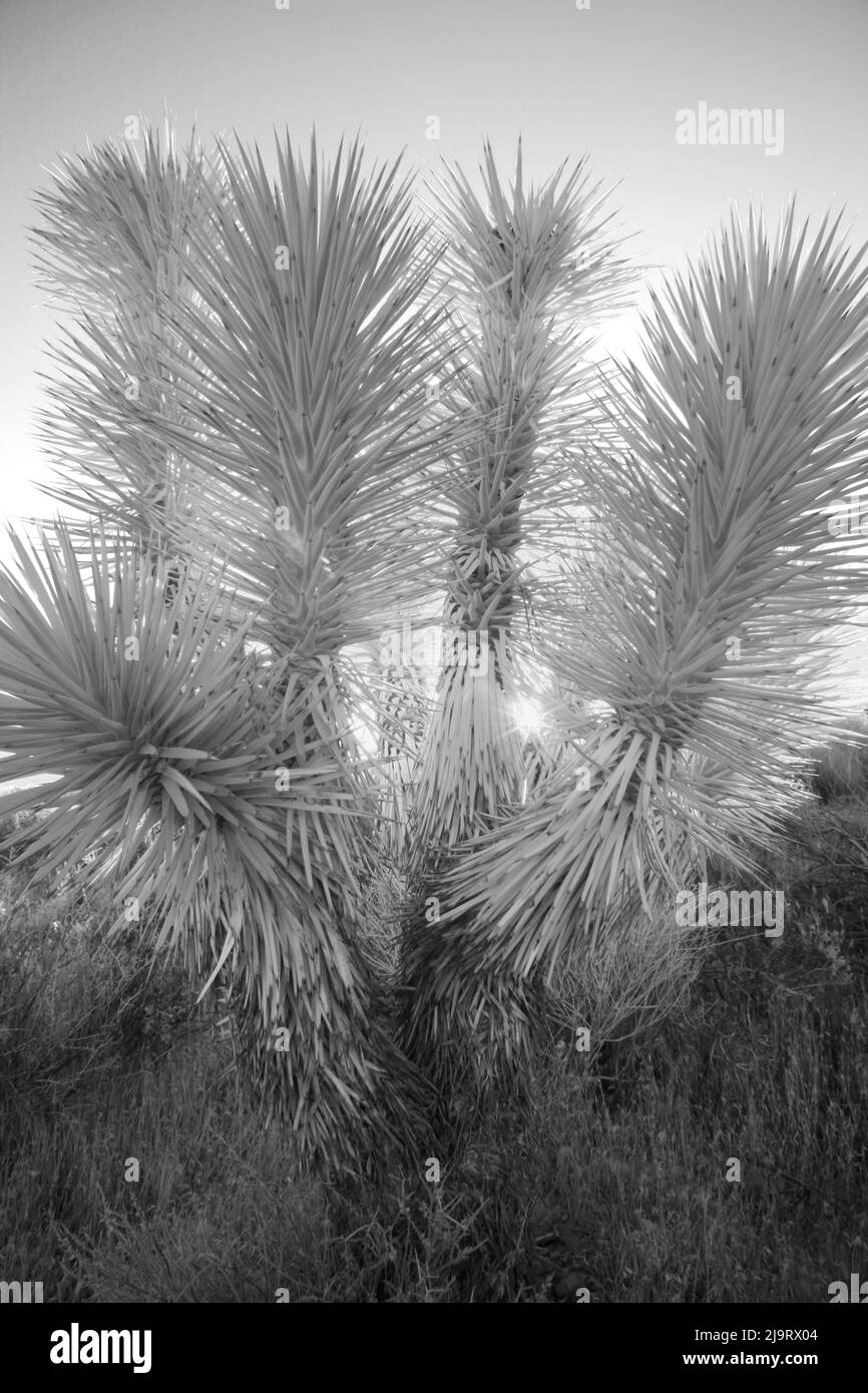 Joshua Tree, deserto del Mojave, California Foto Stock