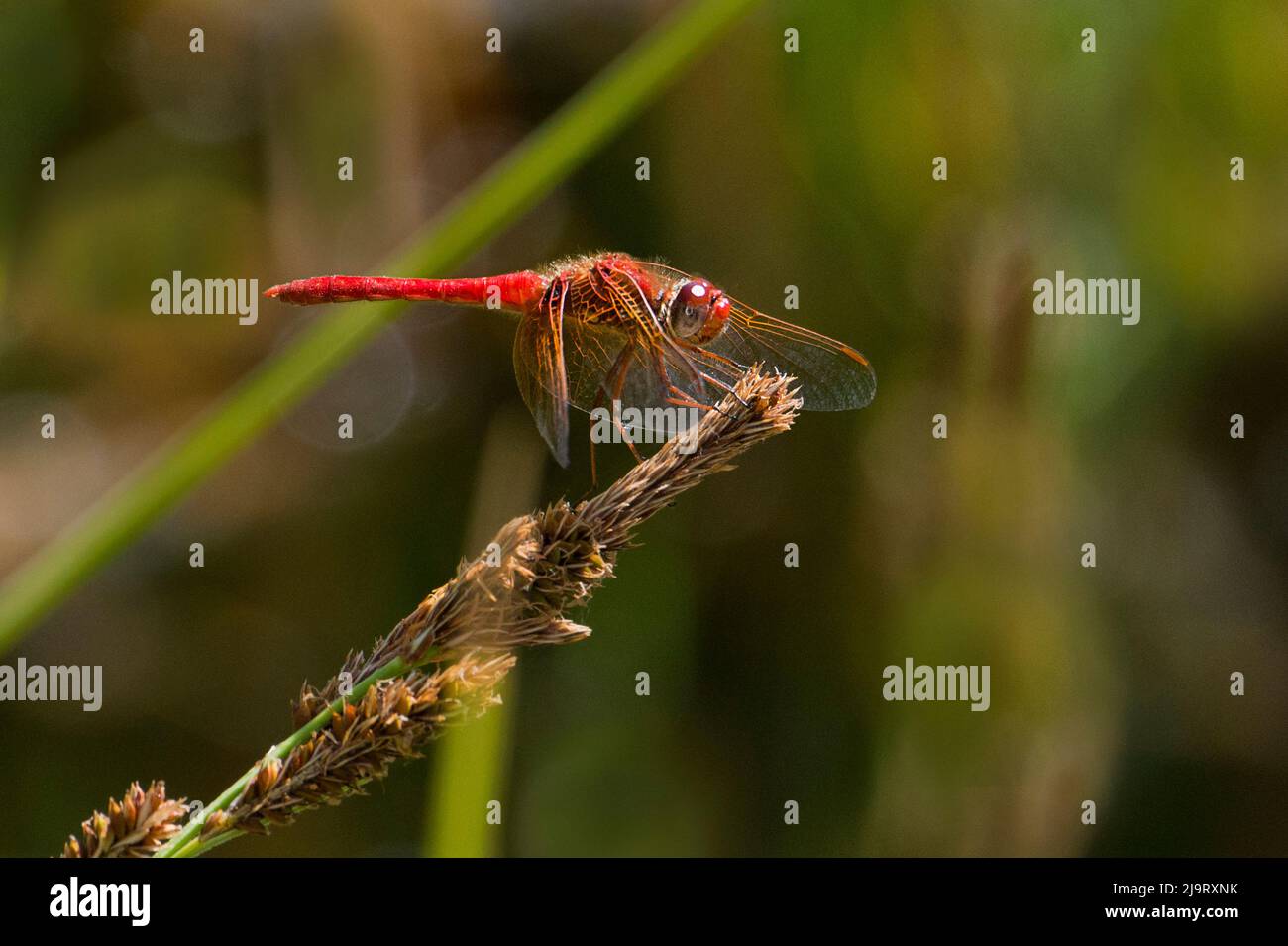 USA, California. Maschio cardinale meadowhawk libellula su stelo vegetale. Foto Stock