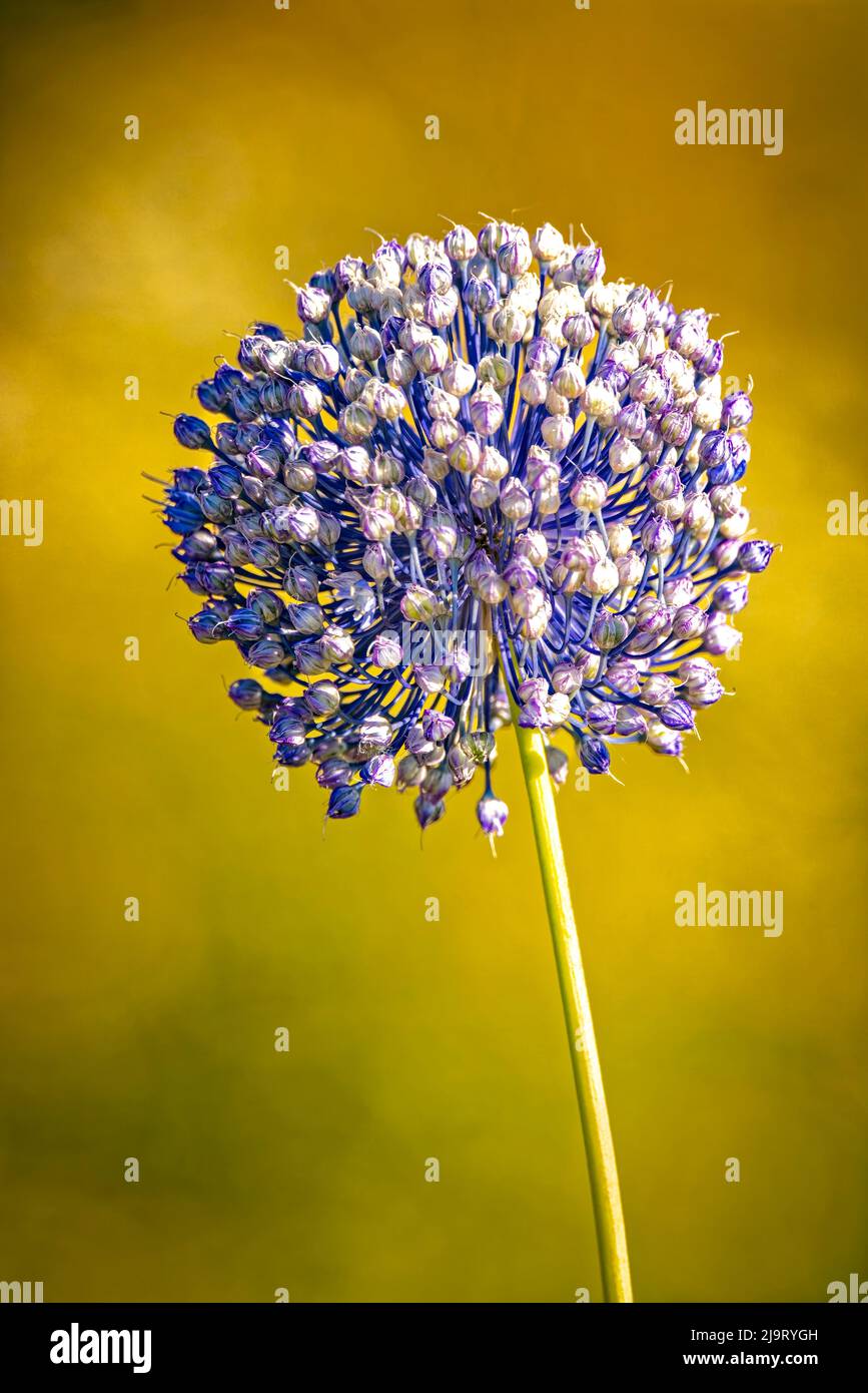 USA, Colorado, Fort Collins. Fiore di allio blu. Foto Stock