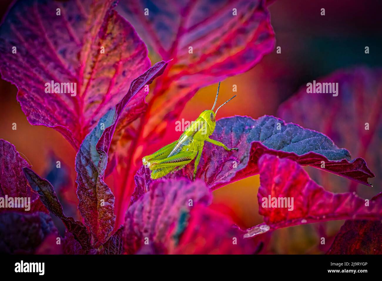 USA, Colorado, Fort Collins. Grasshopper sulle foglie rosse. Foto Stock