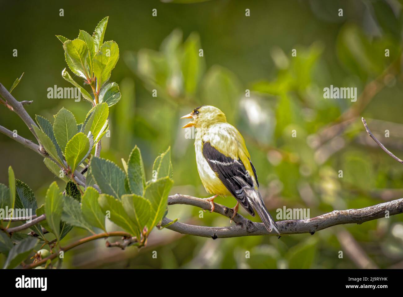 USA, Colorado, Fort Collins. Ordfinch americano maschio sul ramo. Foto Stock