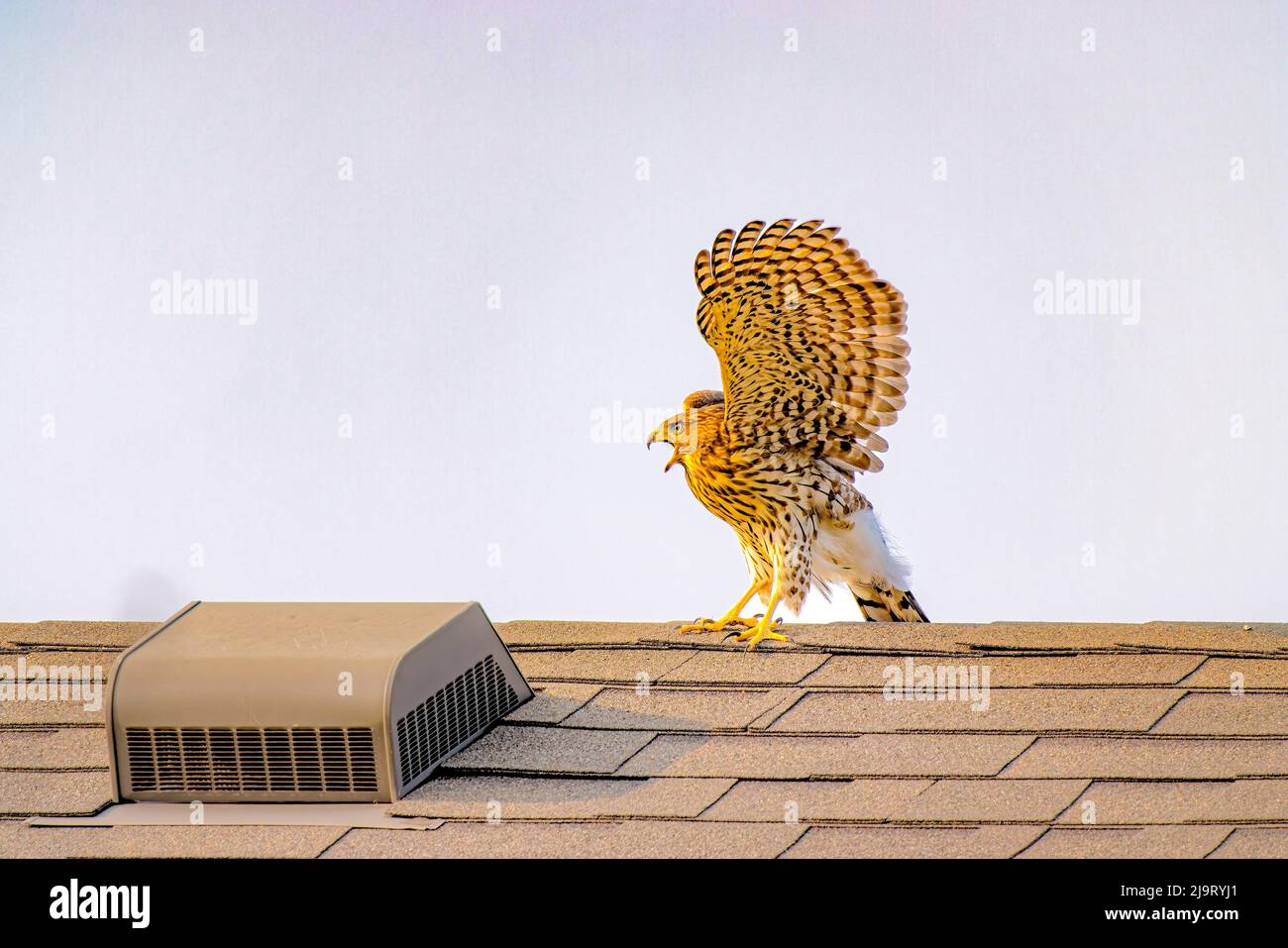 USA, Colorado, Fort Collins. Il falco di Cooper immaturo prende il volo dal tetto. Foto Stock