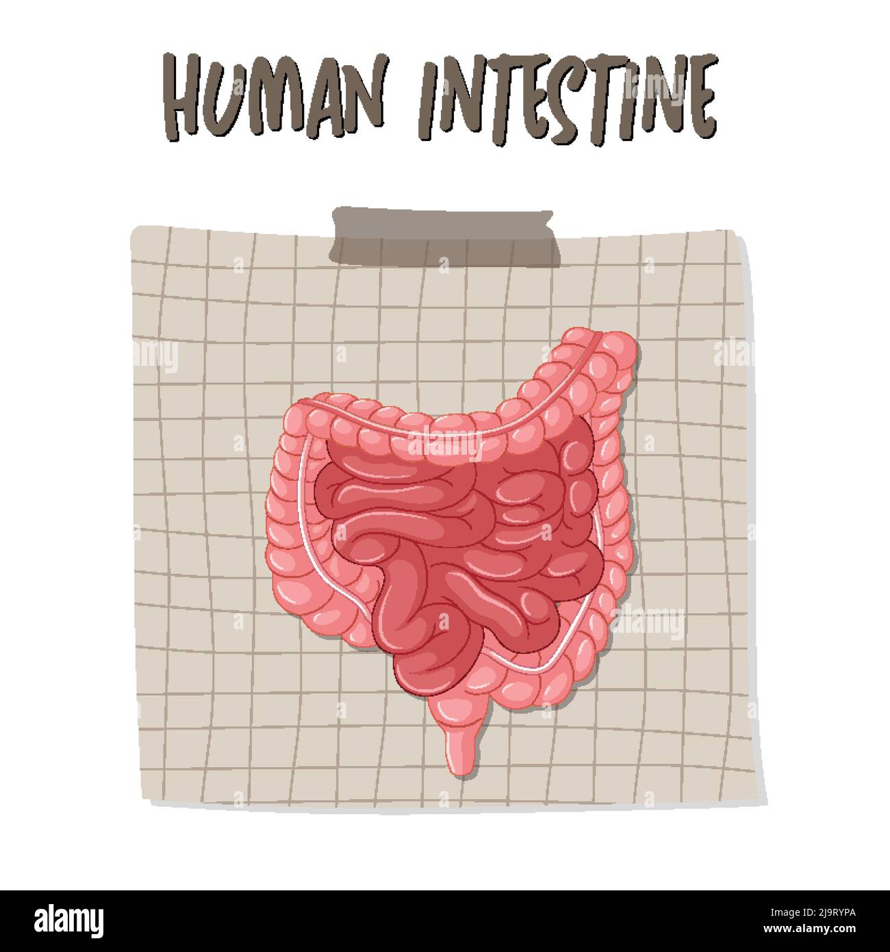 Organo interno umano con illustrazione dell'intestino Illustrazione Vettoriale