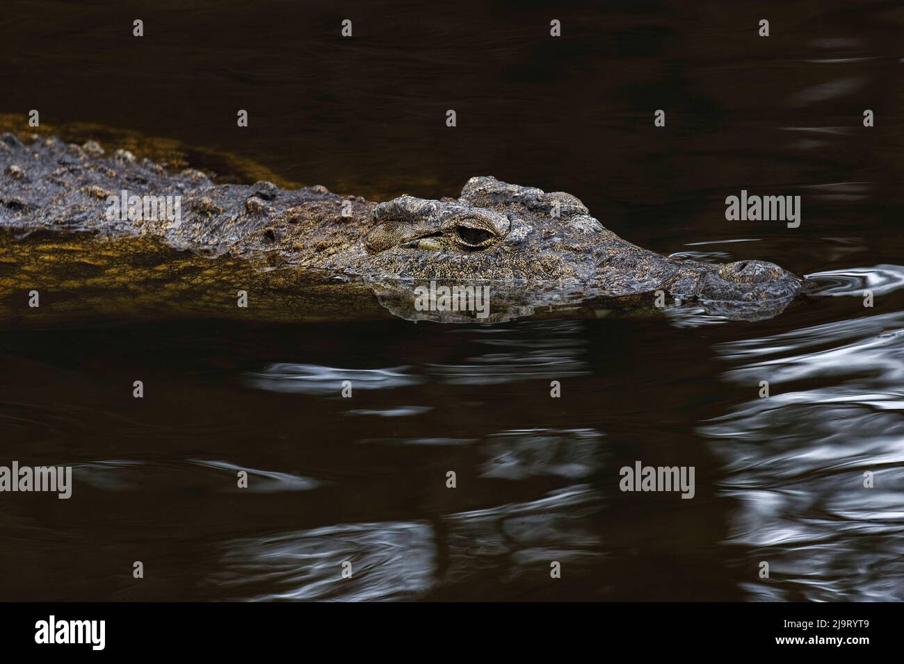 Coccodrillo di acqua salata, coccodrillo poroso, Florida Foto Stock
