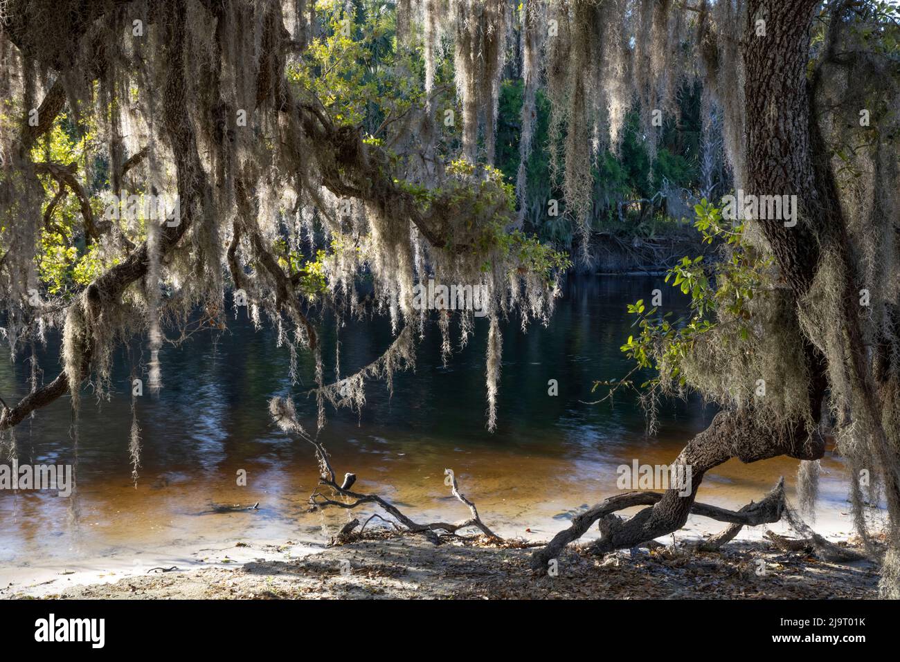 Quercia drappeggiato in muschio spagnolo lungo il fiume Econlockhatchee, un affluente blackwater del fiume St. Johns, vicino Orlando, Florida Foto Stock