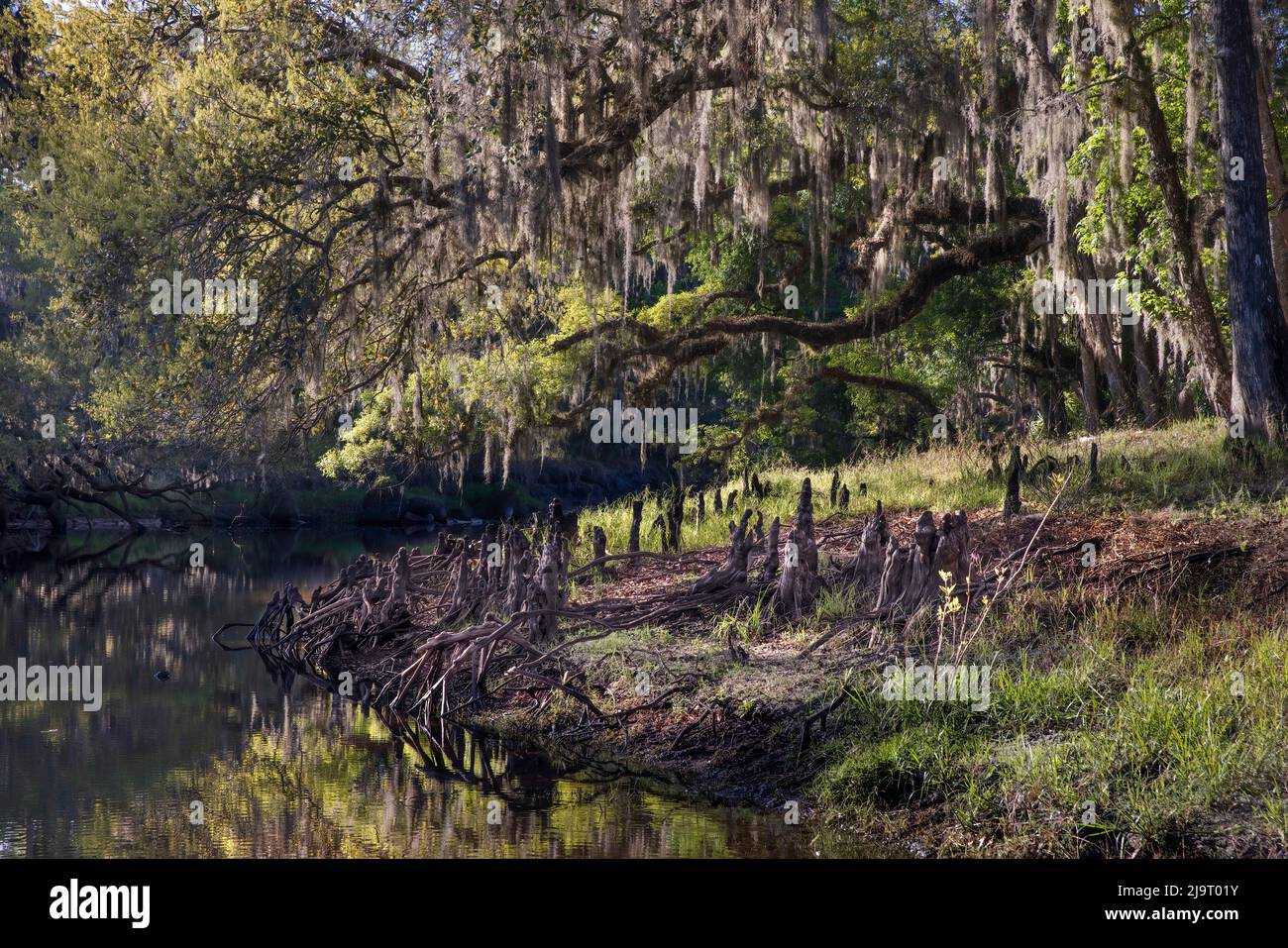 Quercia drappeggiato in muschio spagnolo, Econlockhatchee River, un affluente blackwater del fiume St. Johns, vicino Orlando, Florida Foto Stock