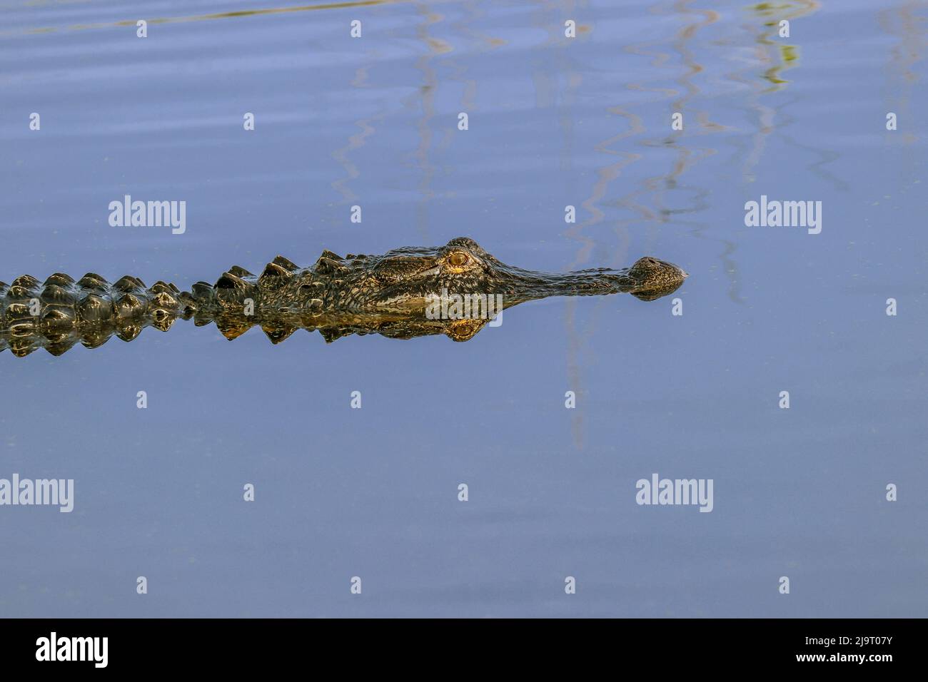Alligatore americano e riflessione Lago Apopka Wildlife Drive, Apopka, Florida Foto Stock