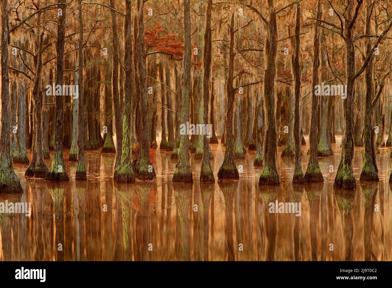 USA, Georgia, alberi di cipressi caduta con riflessi Foto Stock