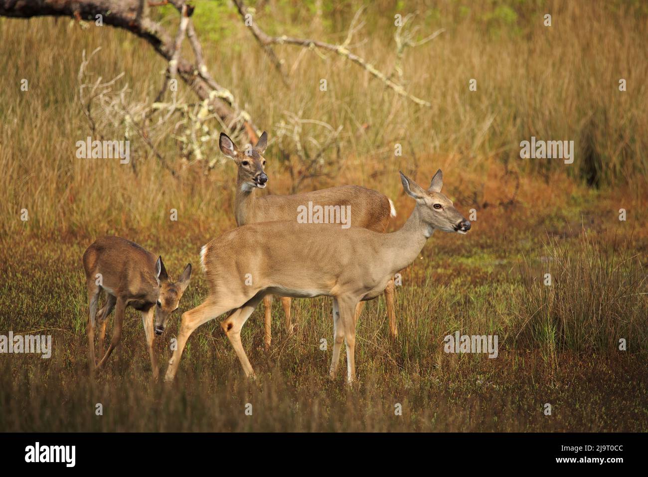 USA, Georgia, Savannah. Cervi nella palude allo Skidaway Island state Park. Foto Stock