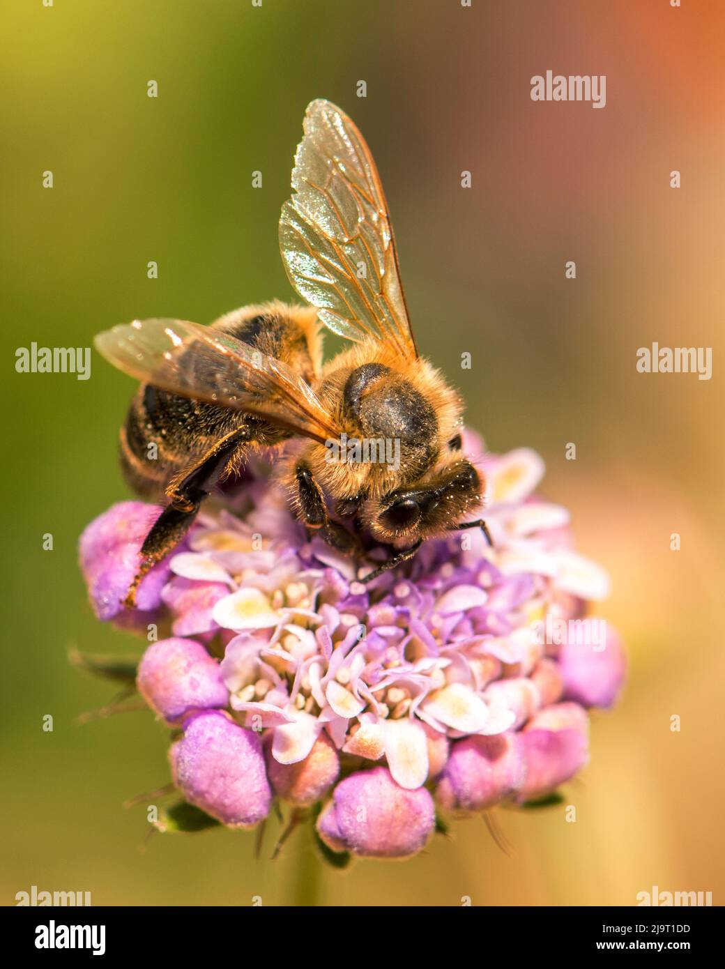 Ape in cerca di polline Foto Stock