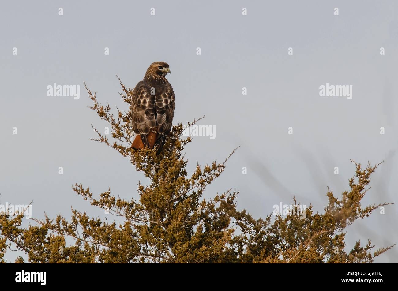 Falco rosso - munito Foto Stock