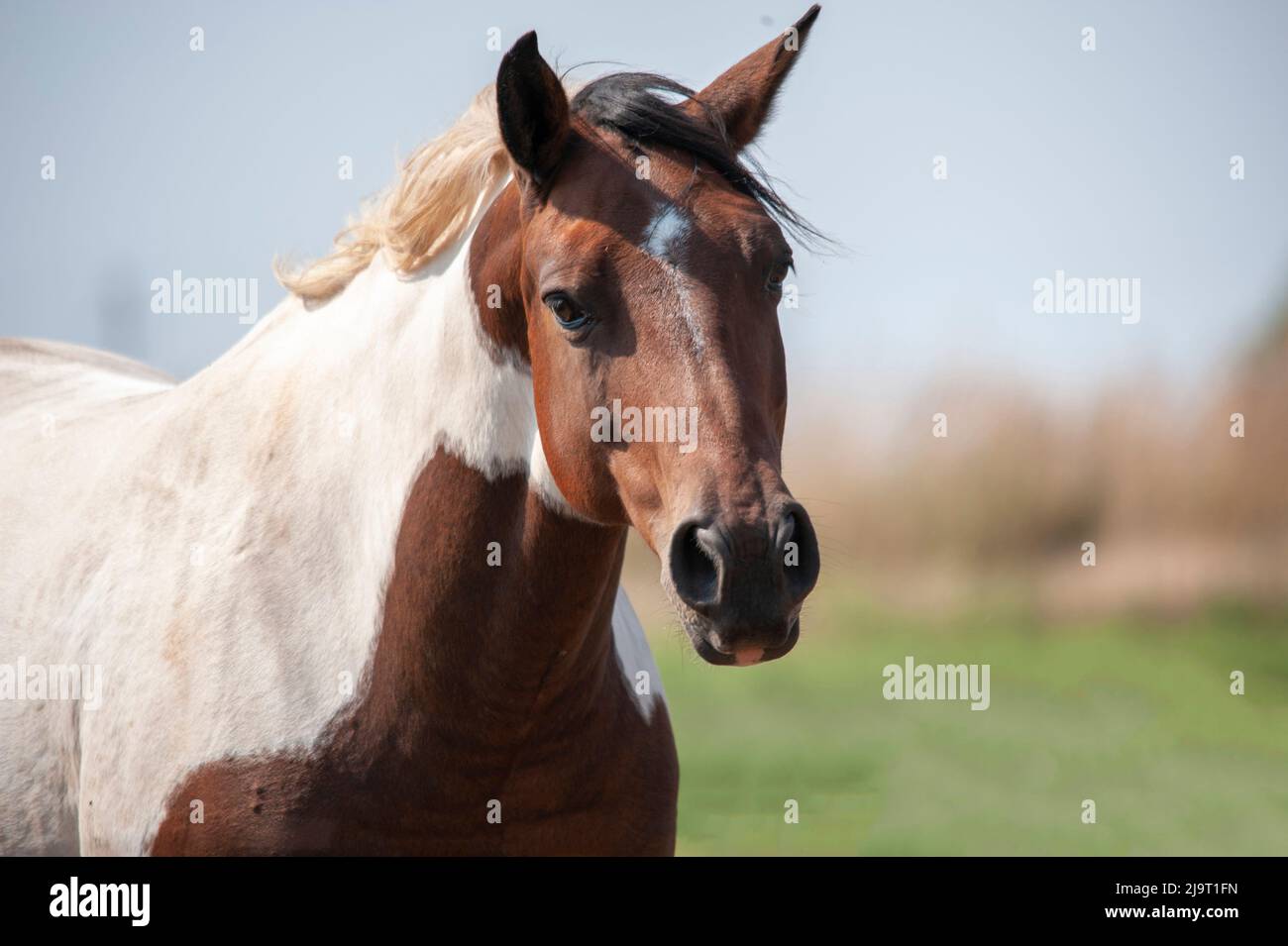Il cavallo curioso arriva all'auto Foto Stock