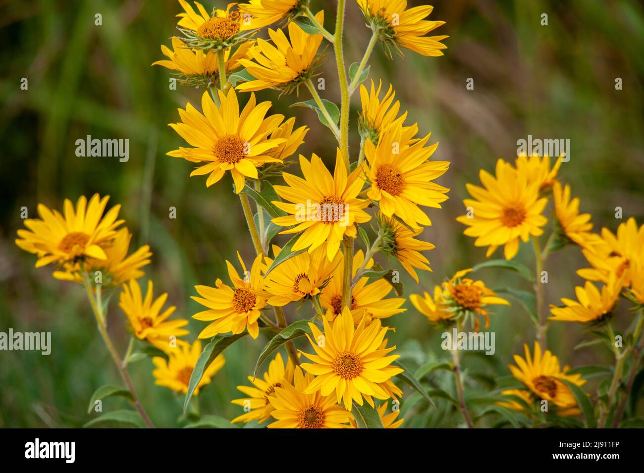 Girasole Massimiliano Foto Stock