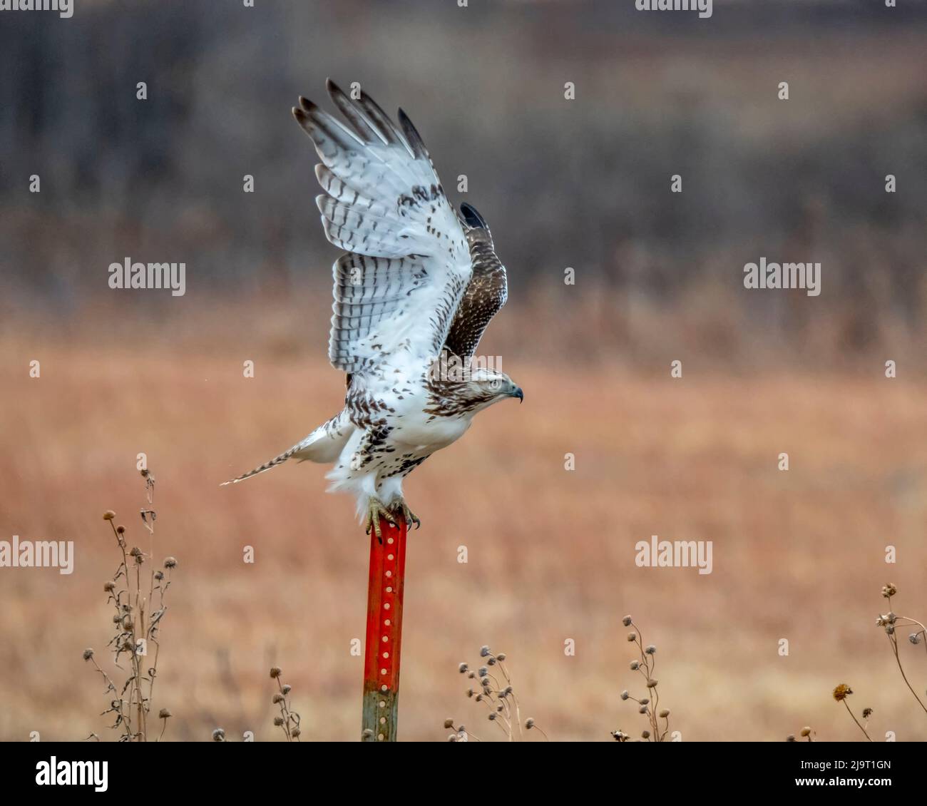 Hawk che lancia dal posto di recinzione Foto Stock