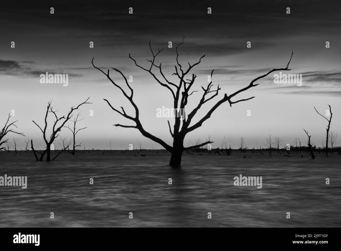 Gli alberi morti nel lago Foto Stock
