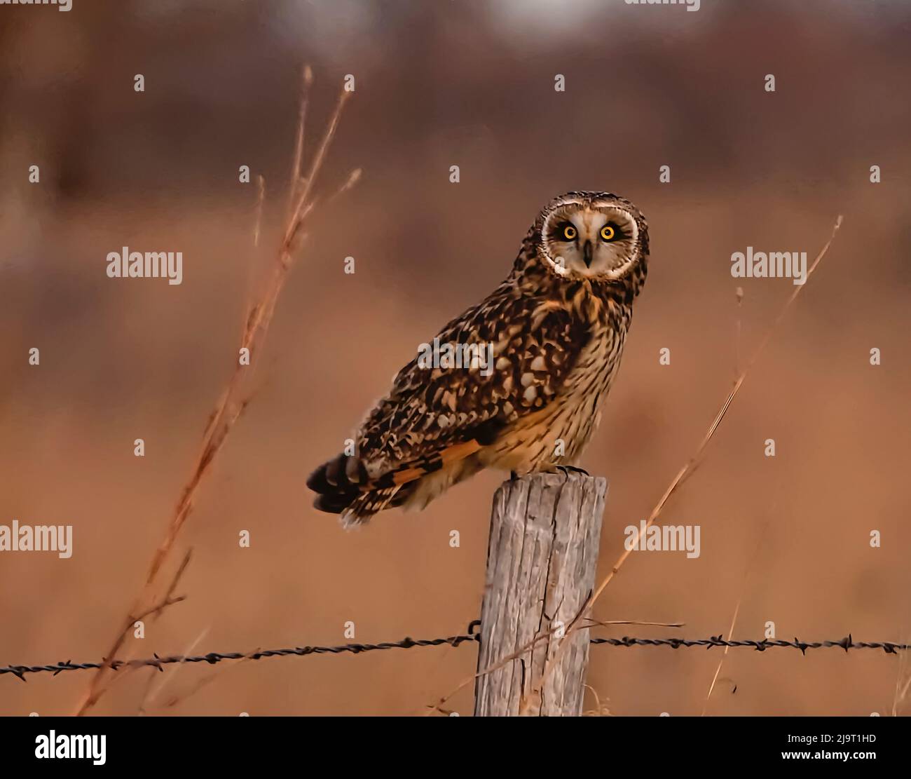 Gufo con orecchie corte che poggia sul palo di recinzione Foto Stock