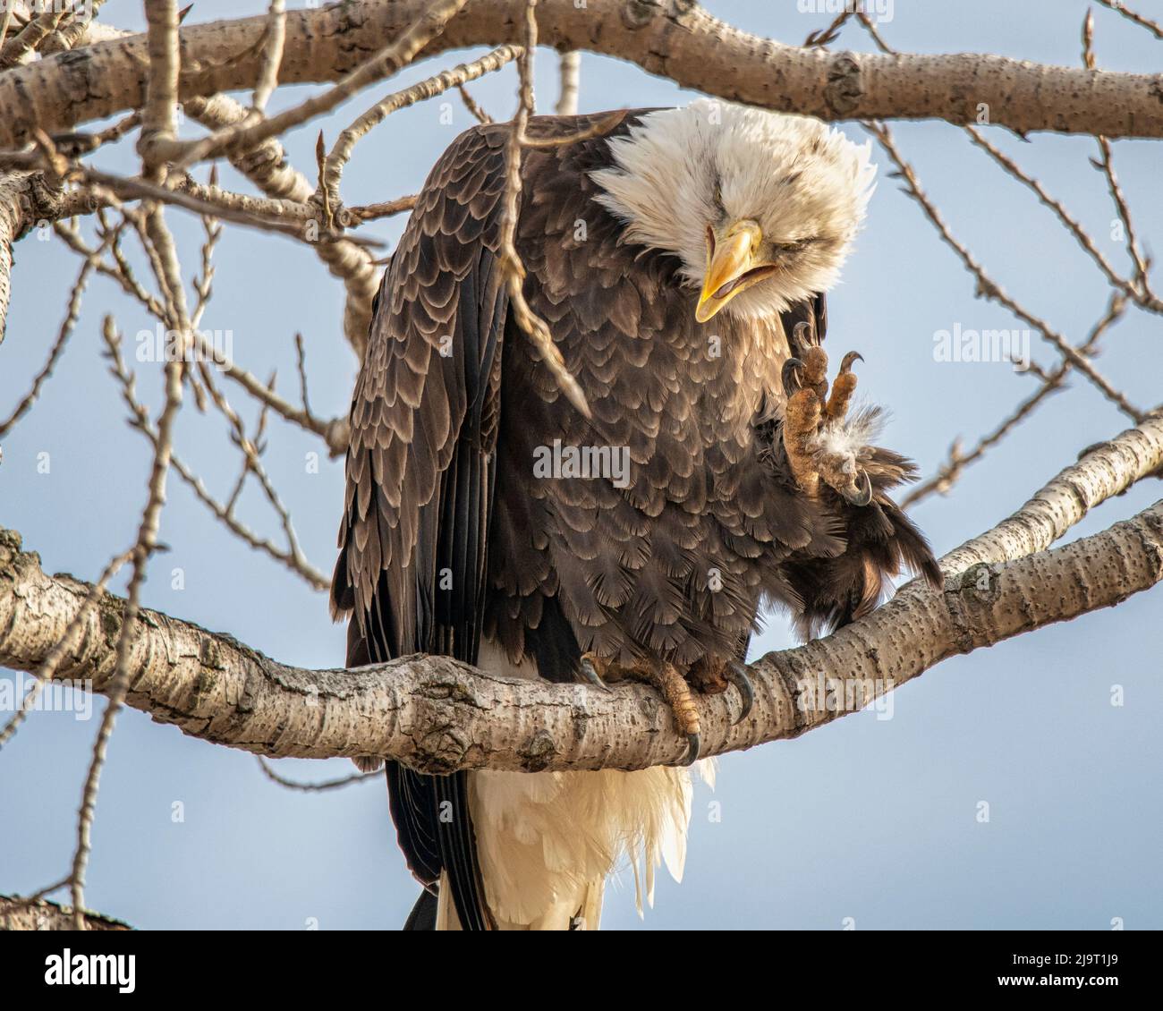 Aquila calva che graffia il collo Foto Stock