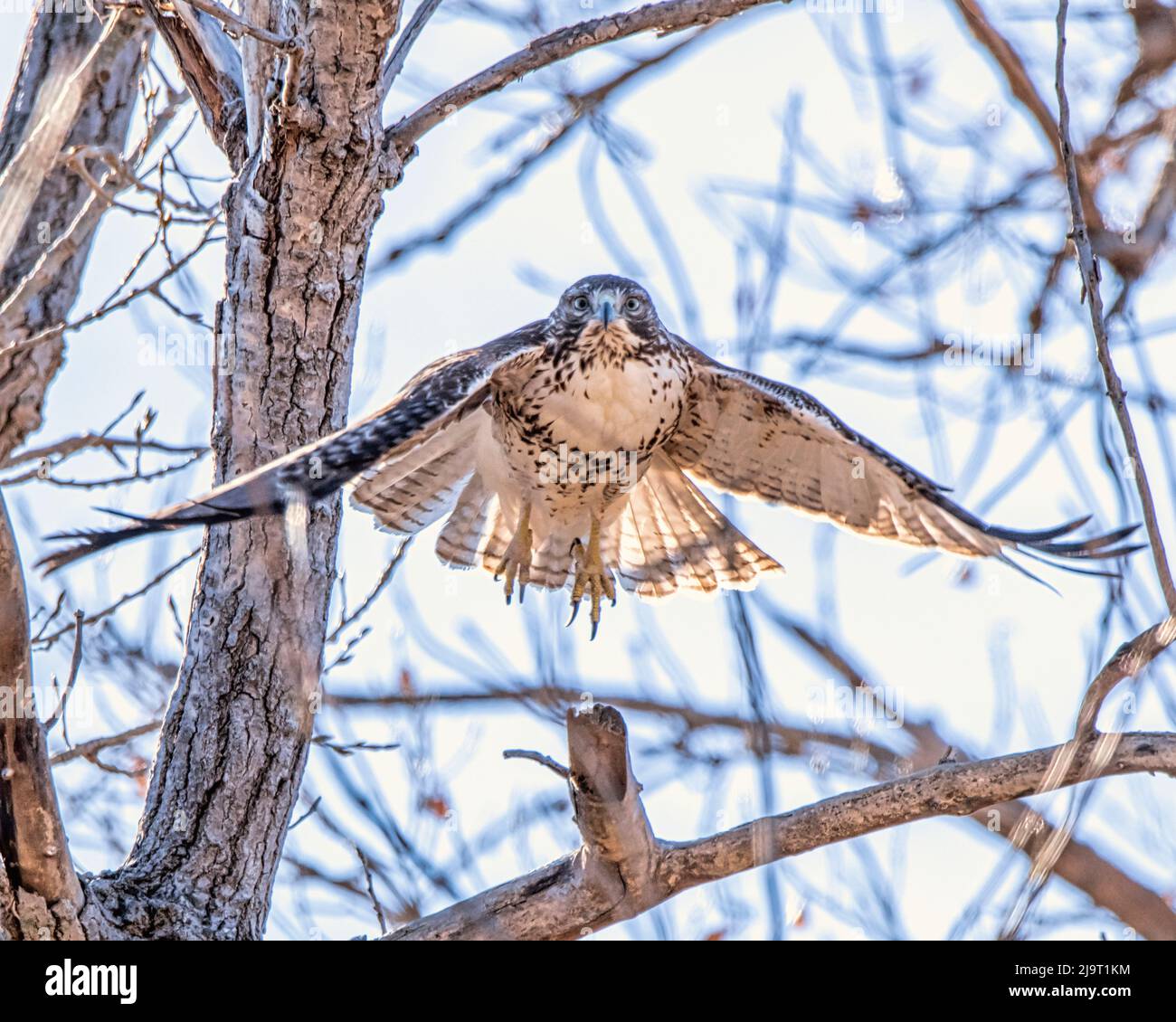 Hawk che passa vicino Foto Stock