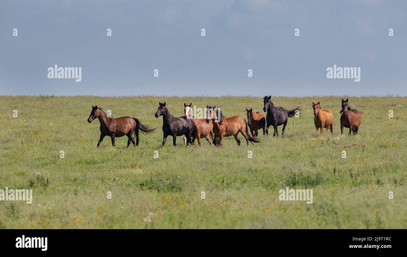 Cavalli selvaggi che corrono nelle colline di Flint Foto Stock