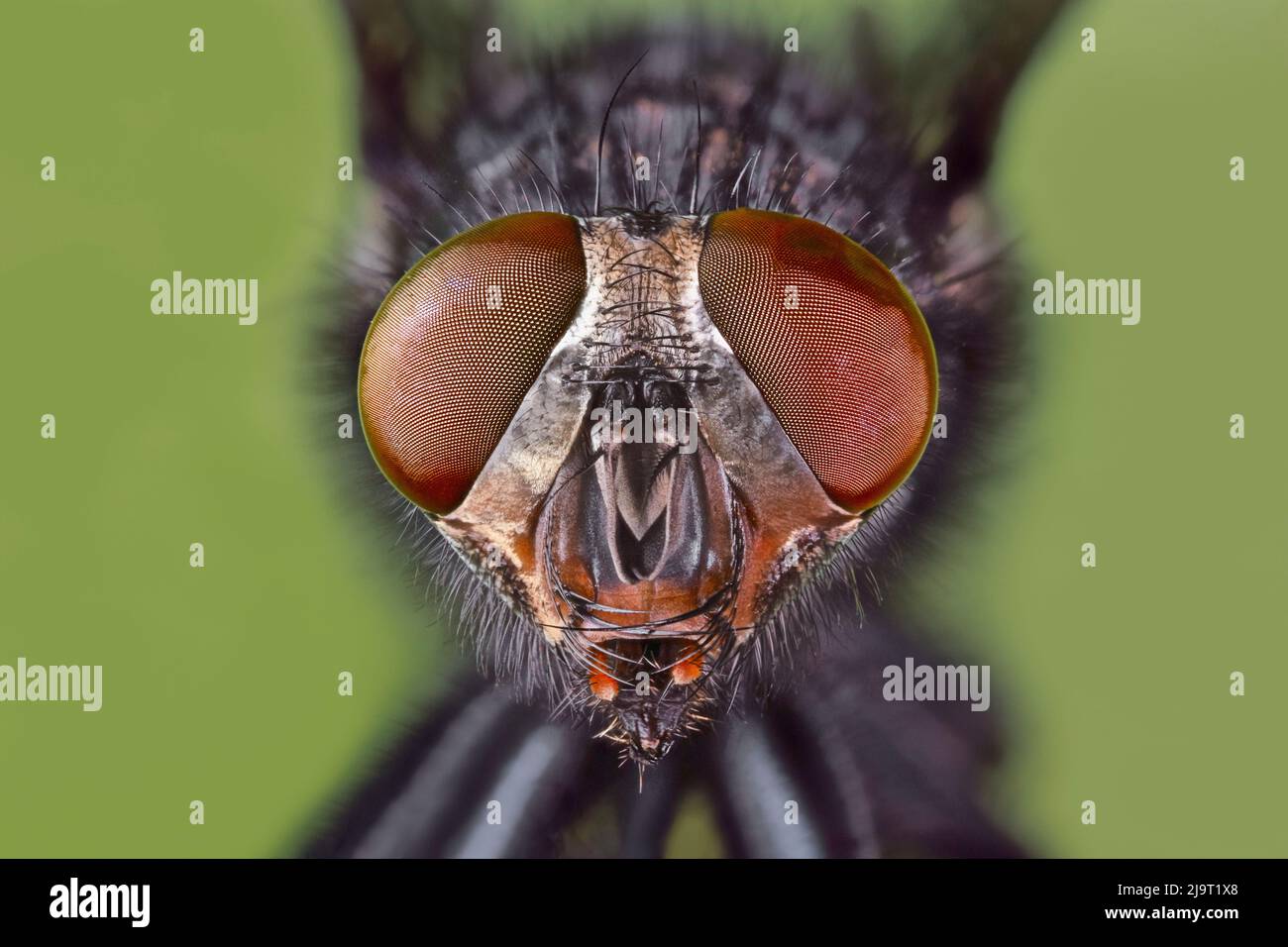 Primo piano estremo di casa volare testa e faccia, Kentucky Foto Stock