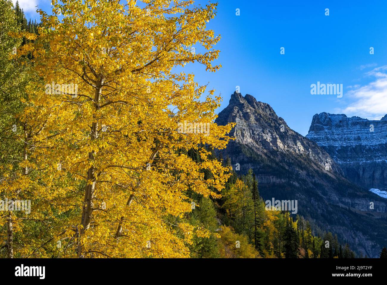 Autunno cottonwood e Monte Oberlin nel Glacier National Park, Montana, USA Foto Stock