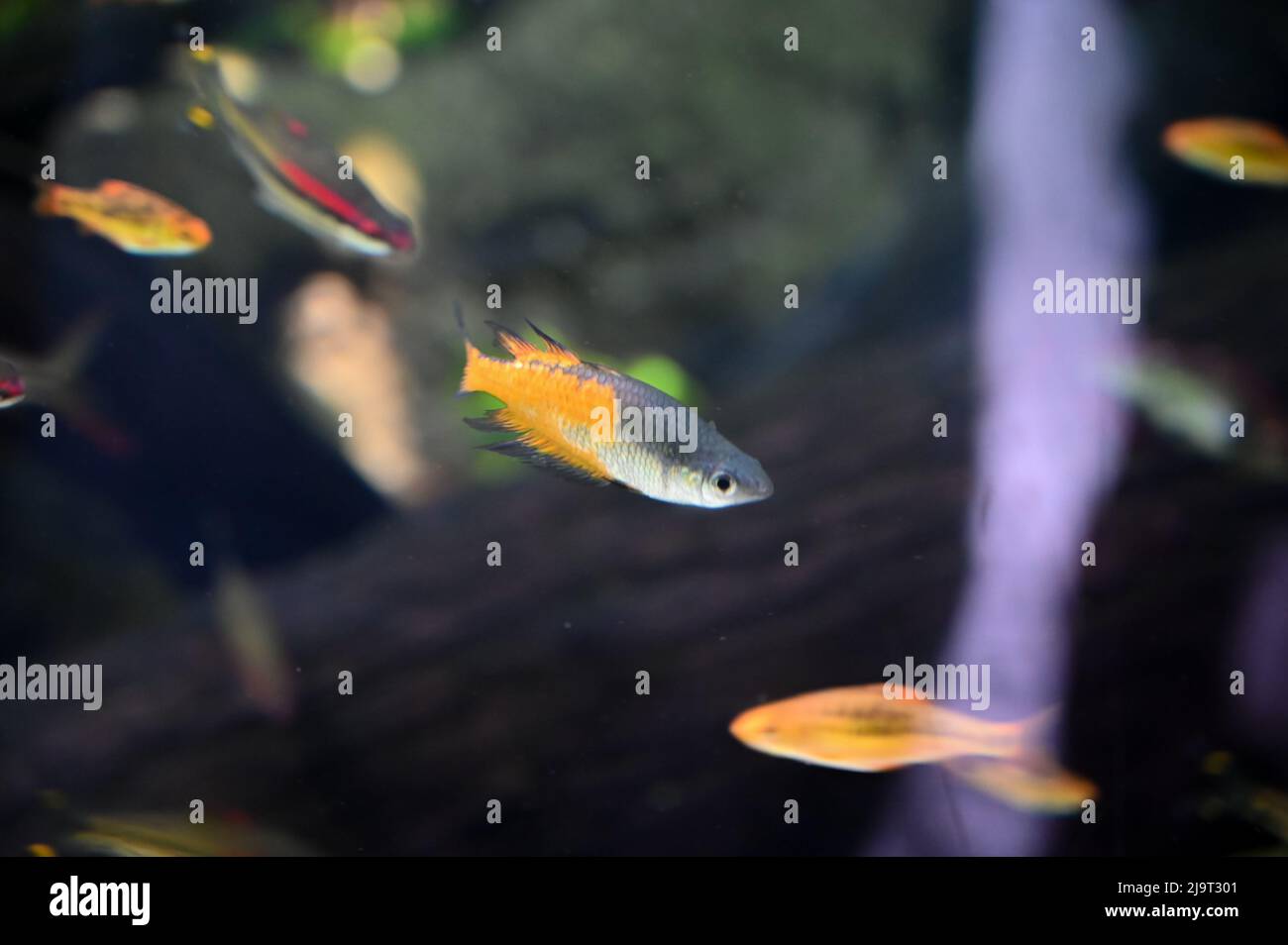 Piccoli pesci che nuotano nell'Acquario Fish Tank Foto Stock