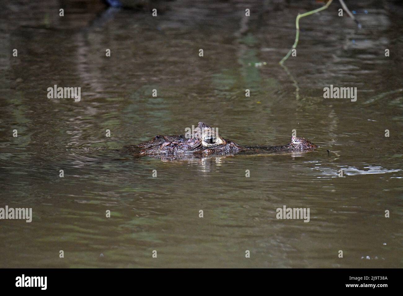 Caiman testa nel centro americano fiume Foto Stock