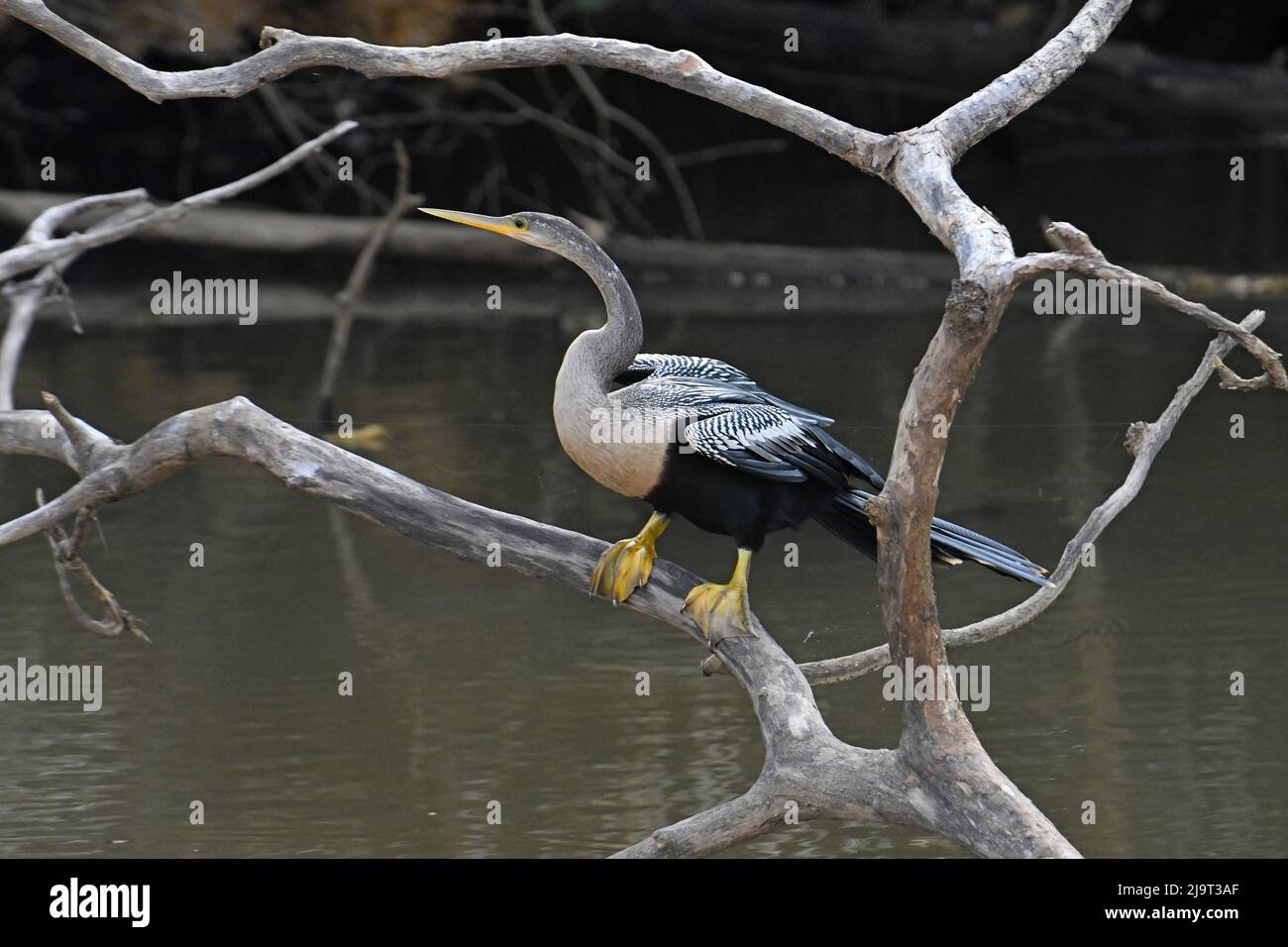 Darter, Anhinga, riposano sul ramo sopra l'acqua Foto Stock
