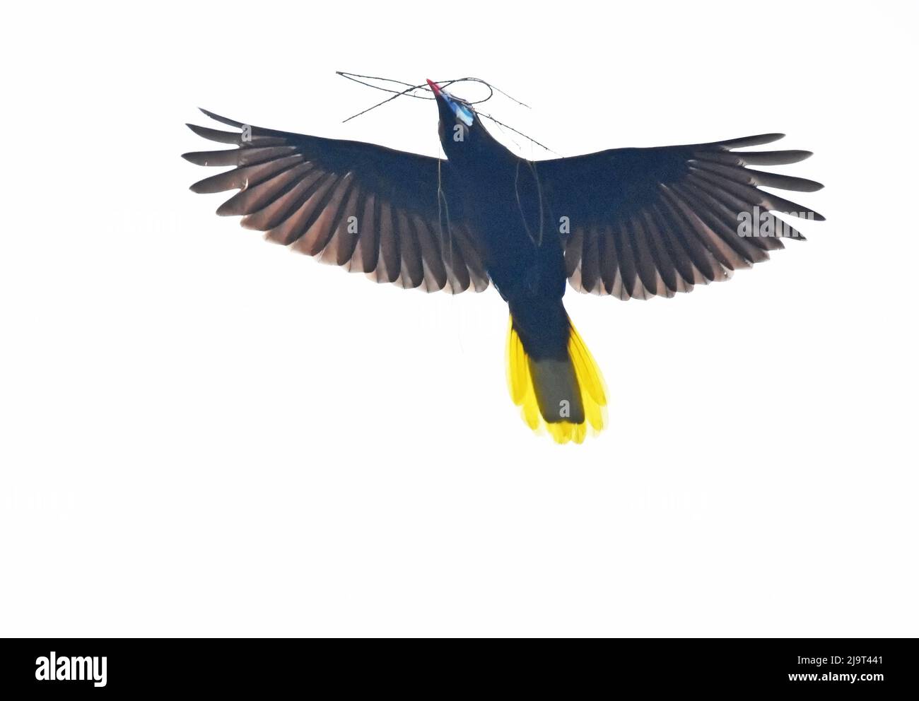 Montezuma Oropendola, Psarocolius montezuma volando con materiale nido. Foto Stock