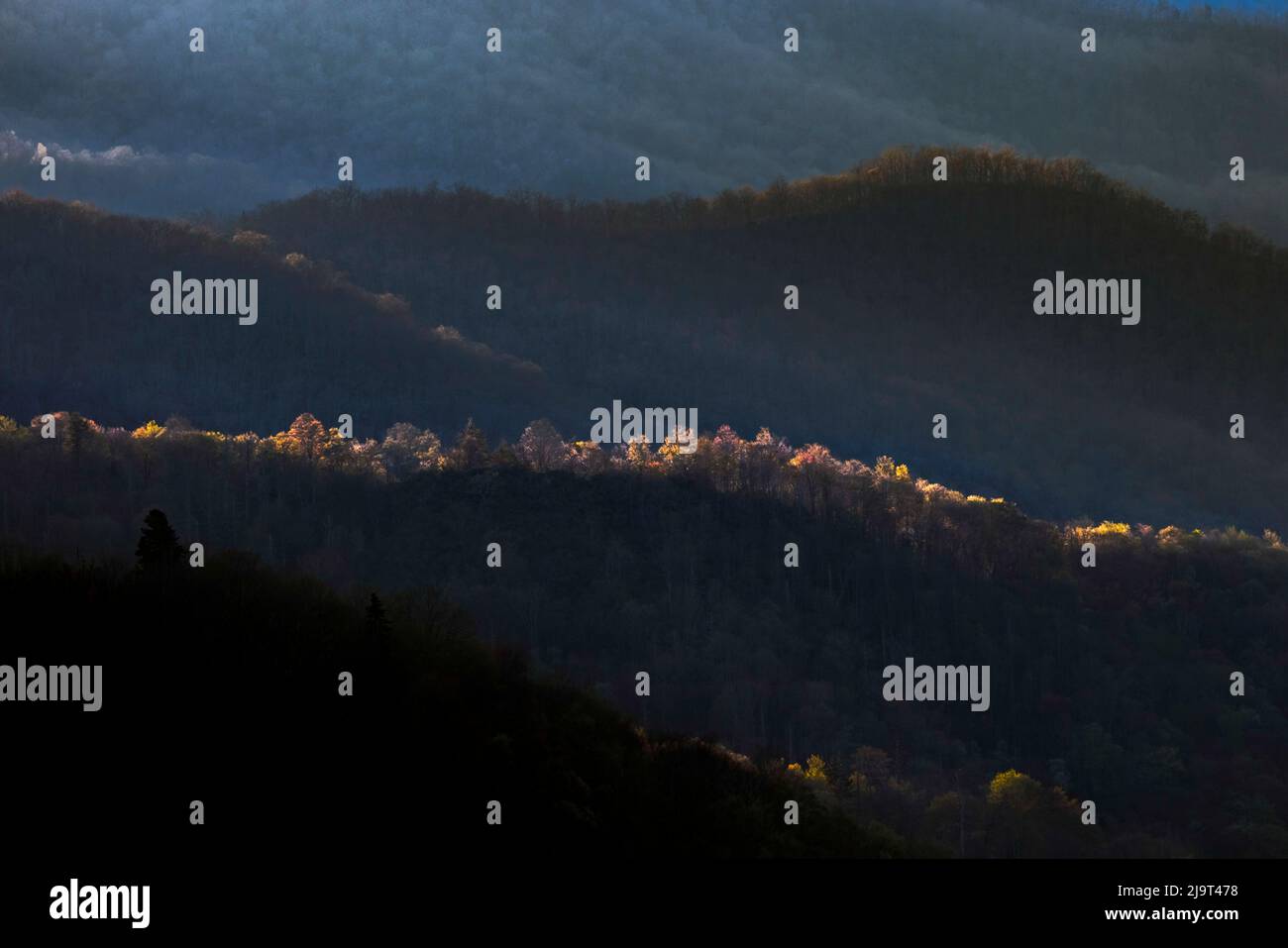 La prima luce al mattino sugli alberi primaverili, Oconaluftee Valley, Great Smoky Mountains National Park, North Carolina Foto Stock