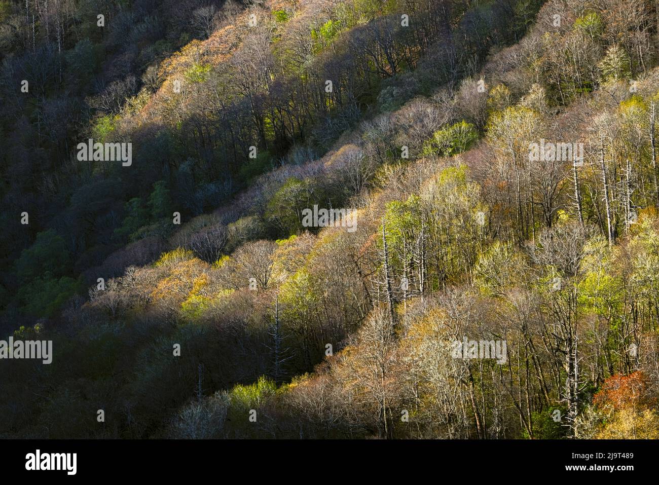 La prima luce al mattino sugli alberi primaverili, Oconaluftee Valley, Great Smoky Mountains National Park, North Carolina Foto Stock