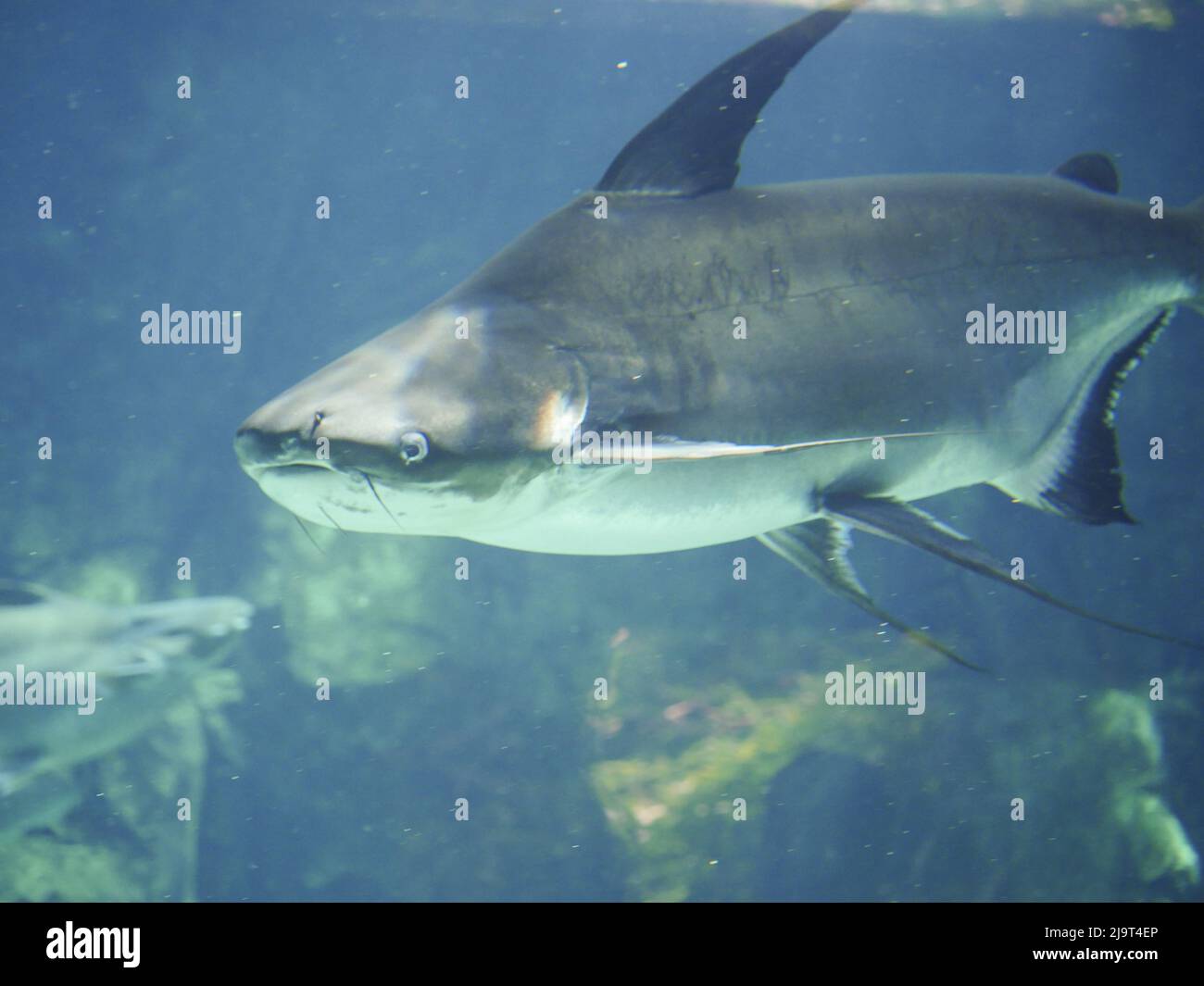 Il pesce gatto gigante Mekong (Pangasianodon gigas) è una specie di pesci gatto che nuotano nell'acquario Foto Stock