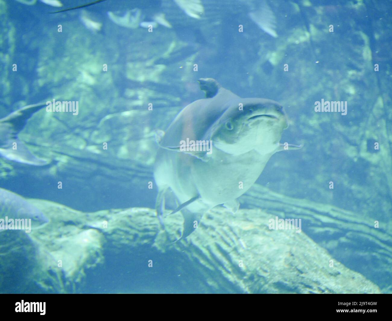 Il pesce gatto gigante Mekong (Pangasianodon gigas) è una specie di pesci gatto che nuotano nell'acquario Foto Stock