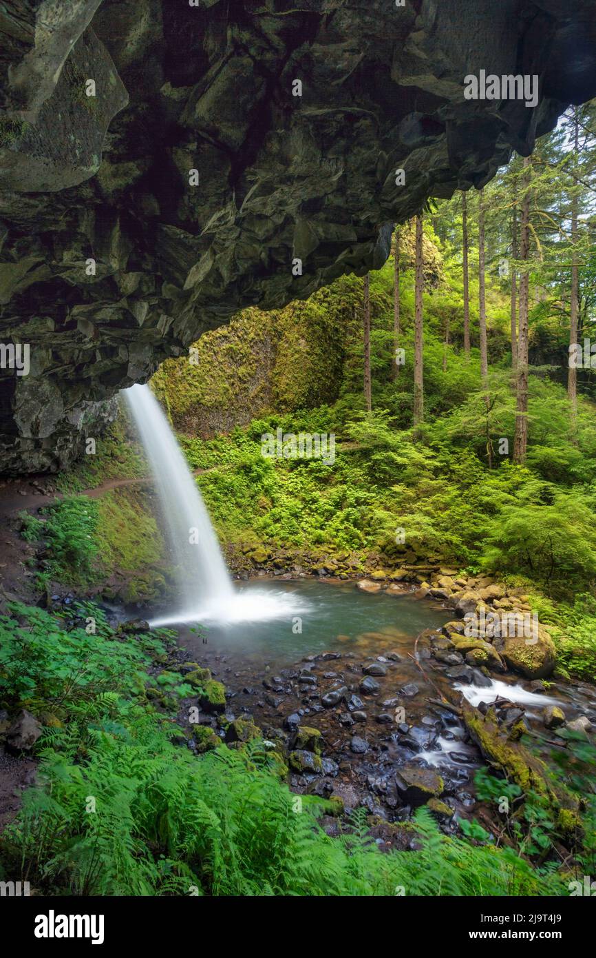 Cascate di Ponytail, Columbia River Gorge, Oregon Foto Stock