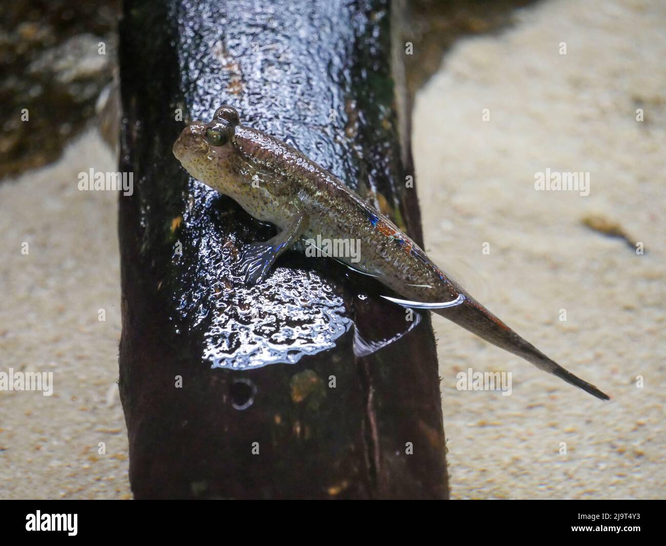 I pesci mudskipper sono pesci anfibi. Sono noti per il loro aspetto inusuale e la loro capacità di sopravvivere sia dentro che fuori dall'acqua. Foto Stock