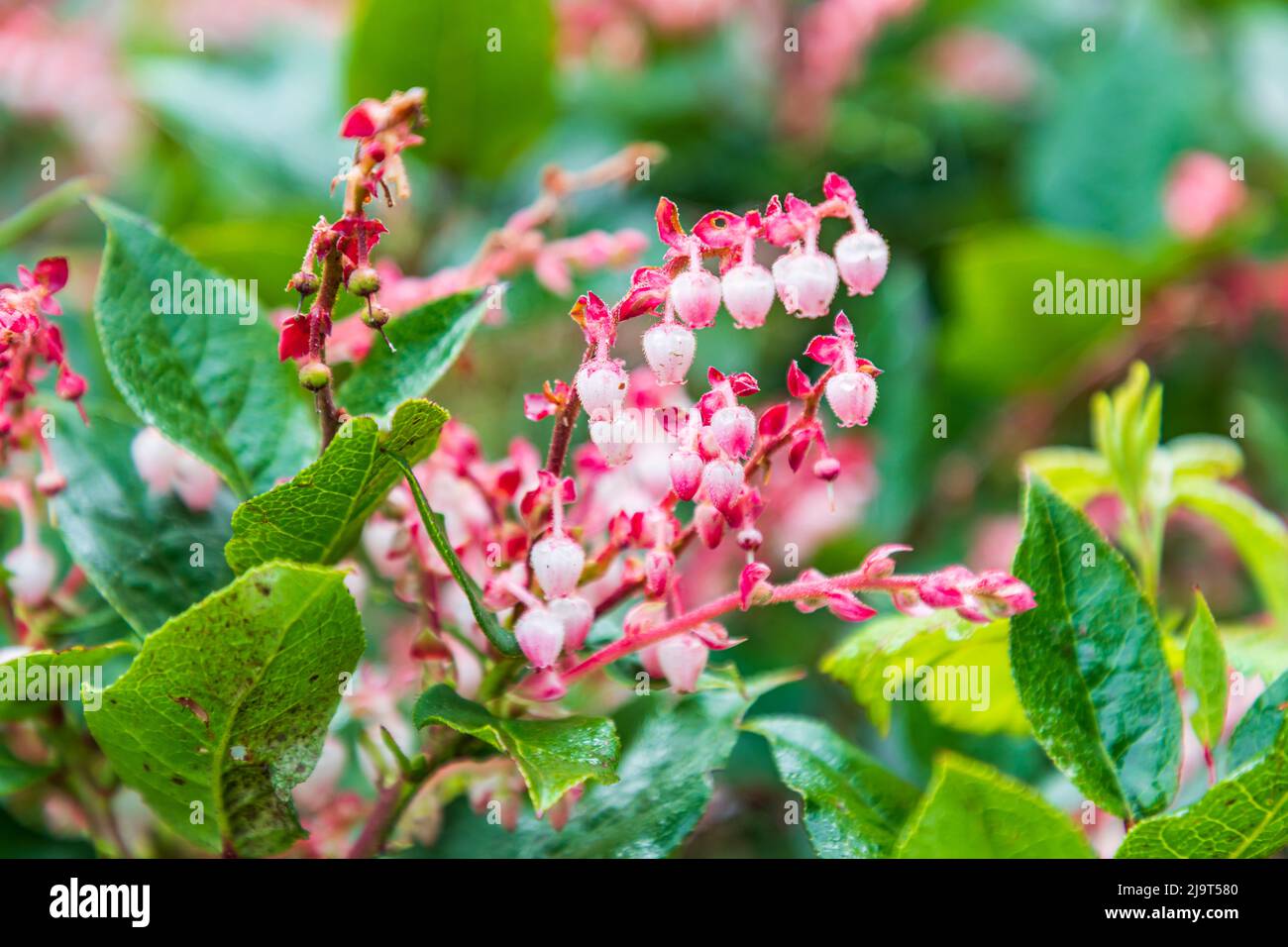 House Rock Viewpoint, Oregon, Stati Uniti. Fiori di Salal sulla costa dell'Oregon. Foto Stock