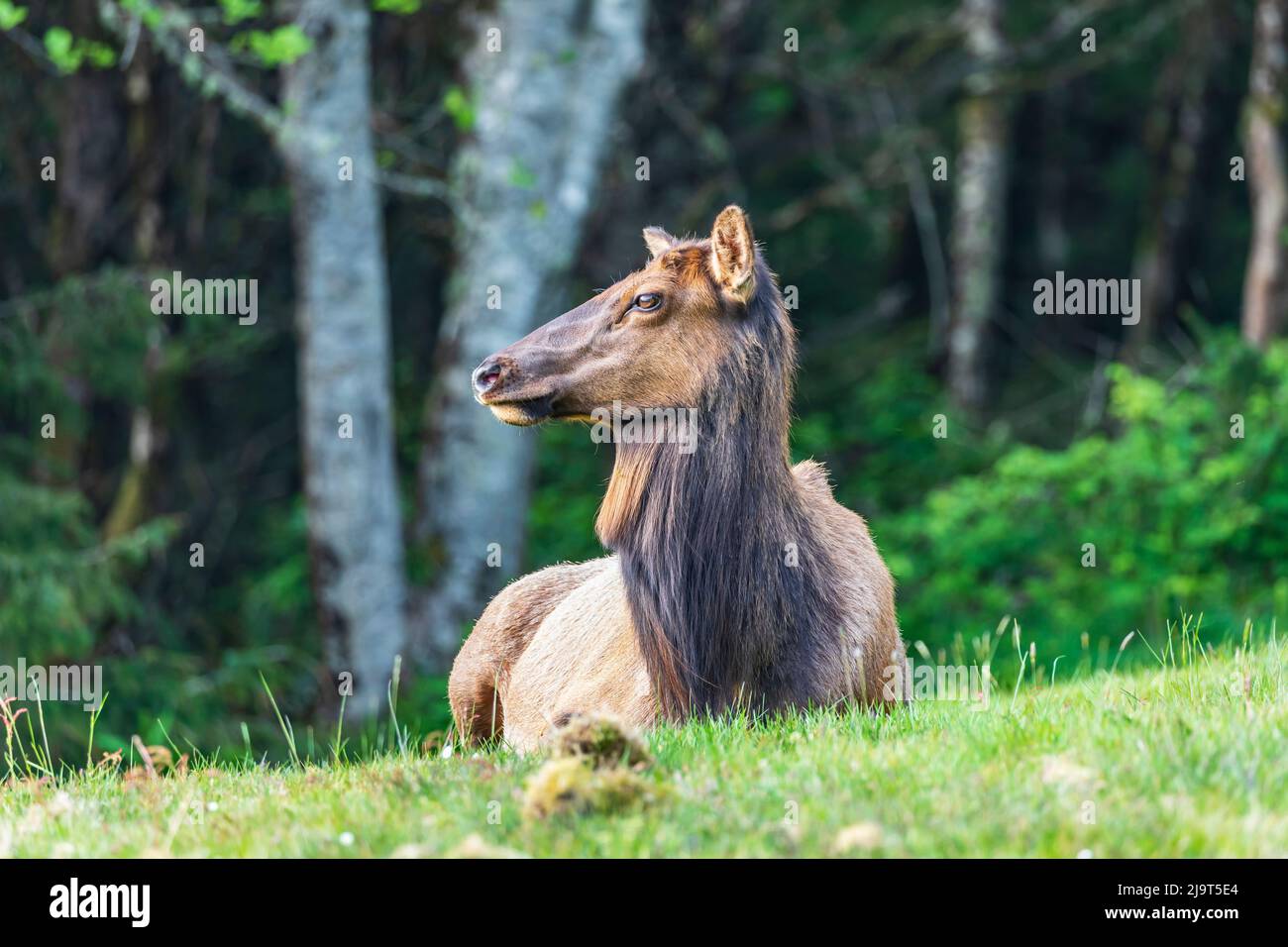 Ecola state Park, Oregon, USA. Roosevelt Elk nell'Ecola state Park sulla costa dell'Oregon. Foto Stock