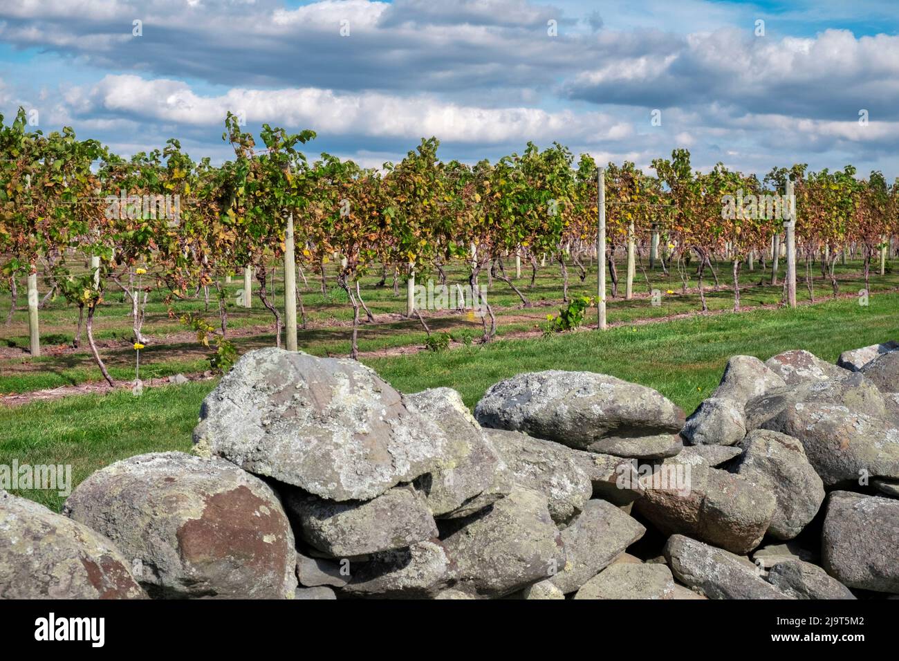 Carolyn's Sakonnet Vineyard, Little Compton, Rhode Island, USA Foto Stock