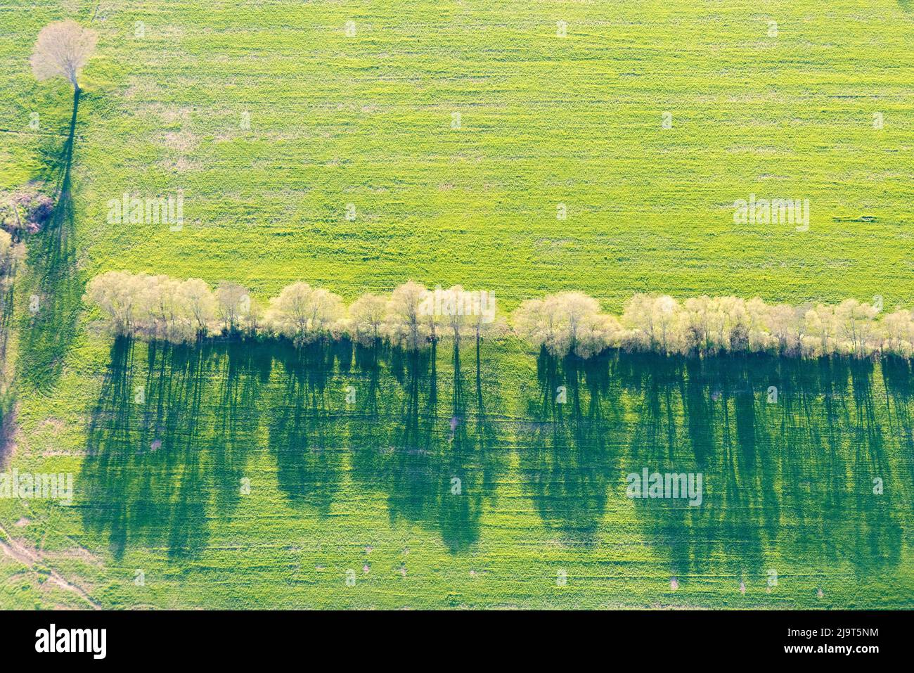USA, Tennessee. Luce della sera primaverile, linea di ombre di alberi decidui Foto Stock