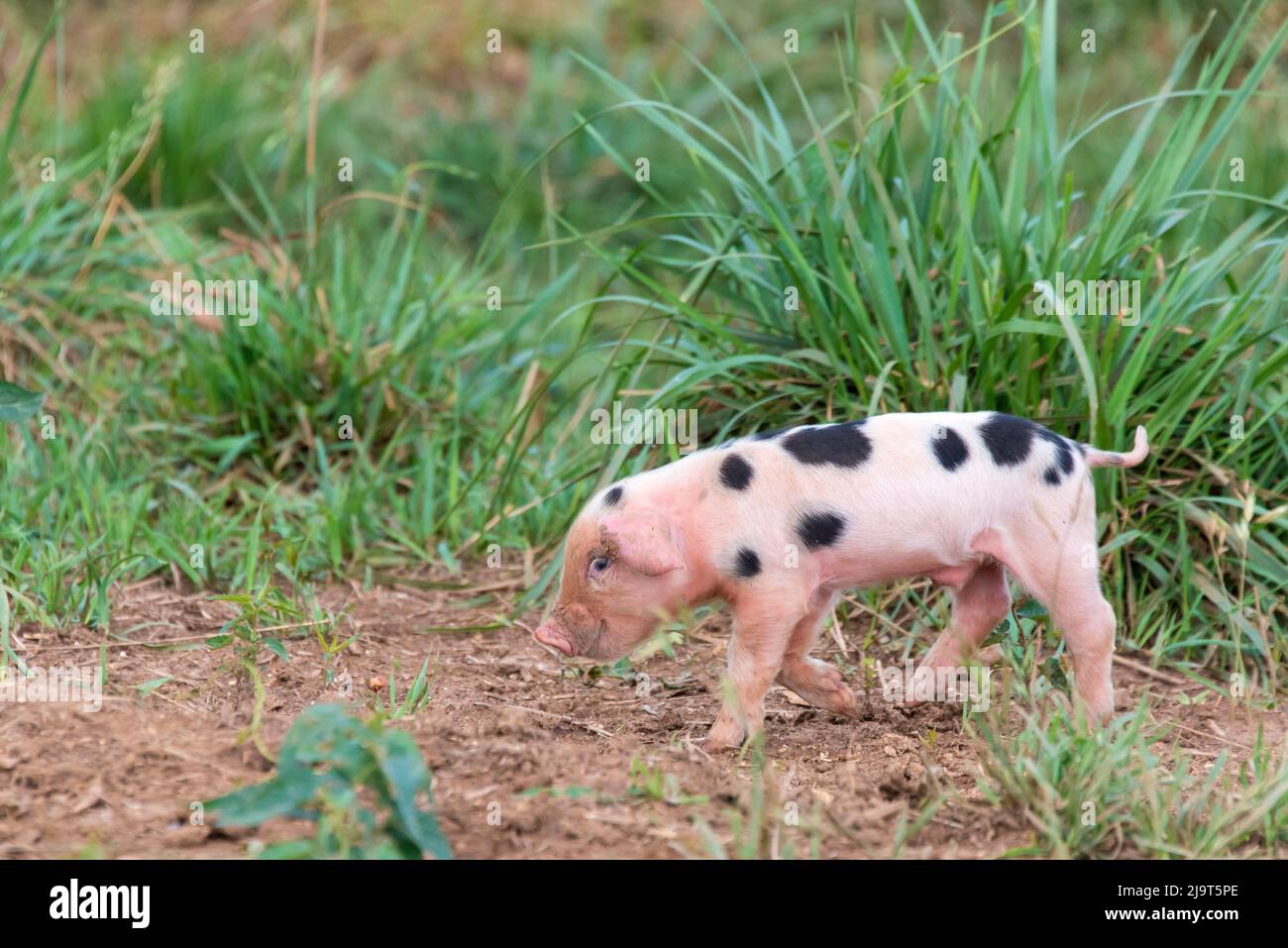 USA, Tennessee. Sorride piglet Foto Stock