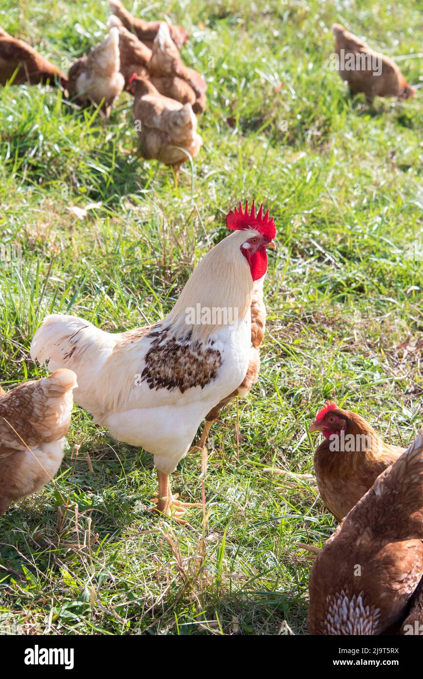 USA, Tennessee. Gallo e galline pasturate Foto Stock