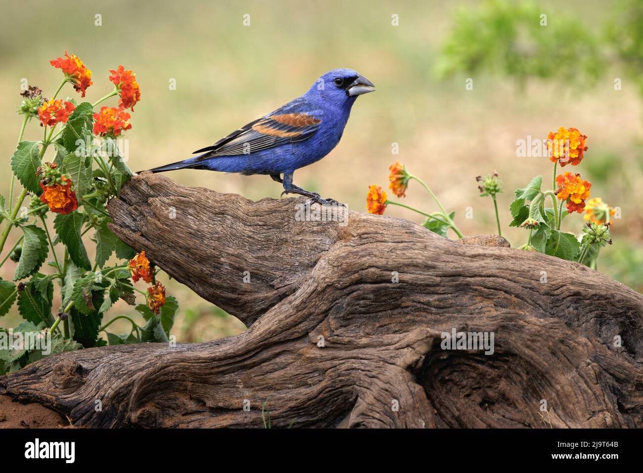 Blue grosbeak Rio Grande Valley, Texas Foto Stock