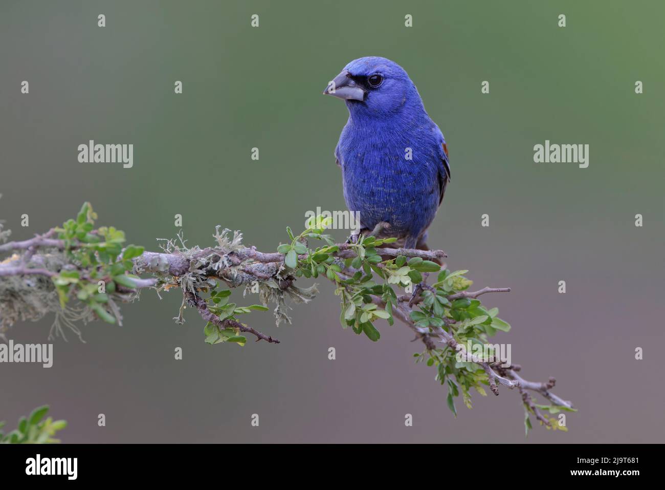 Grosbeck blu. Rio Grande Valley, Texas Foto Stock