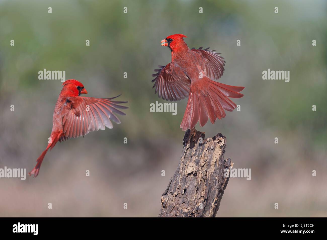 Maschi nordici in volo. Rio Grande Valley, Texas Foto Stock