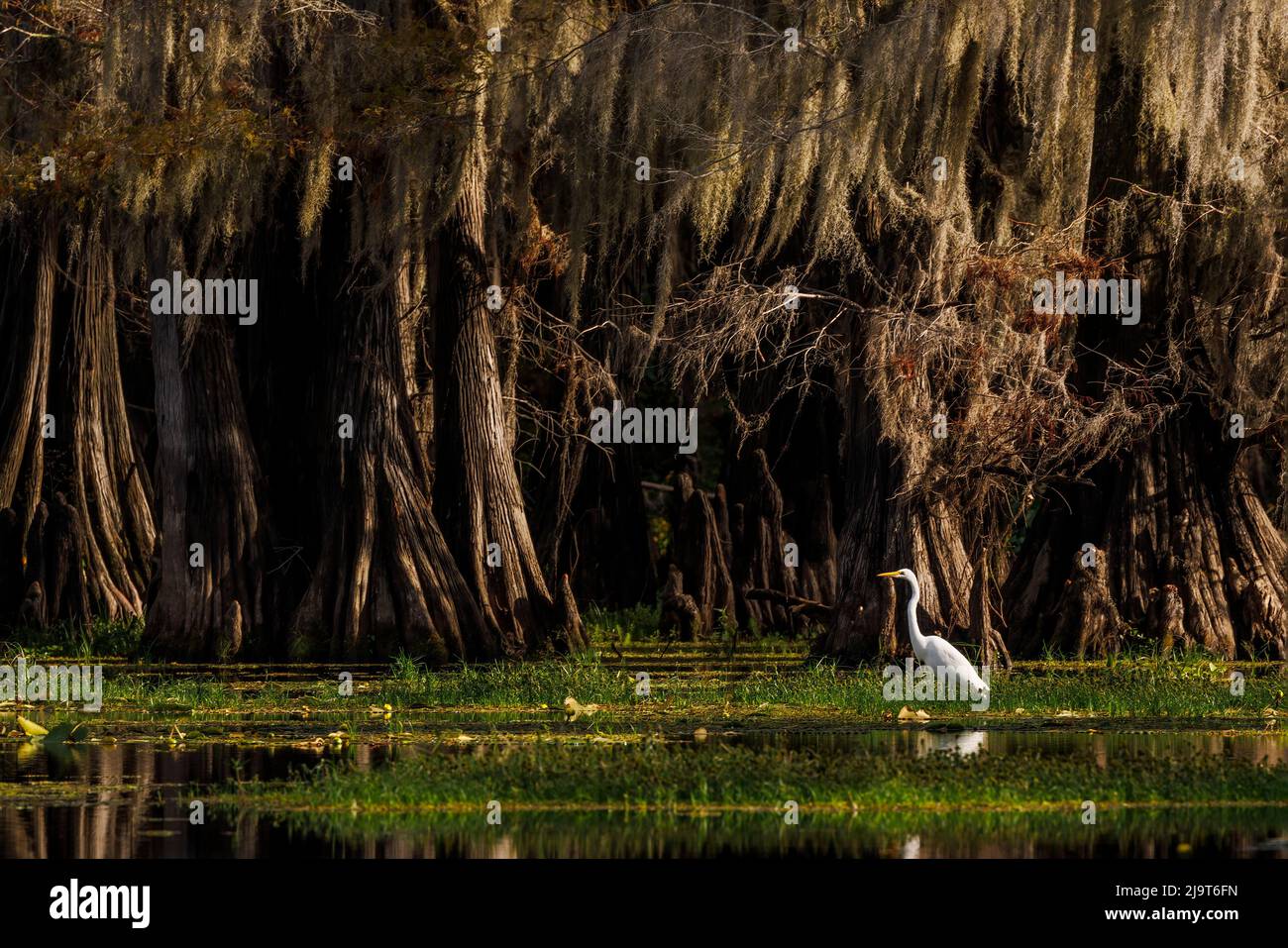 Cipressi calvo alberi e Grande Egret. Caddo Lake, incerto, Texas Foto Stock