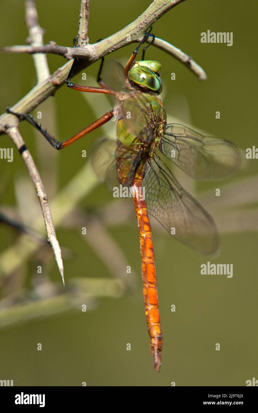 USA, Texas, Austin. Cometa maschile darner libellula sul ramo. Foto Stock