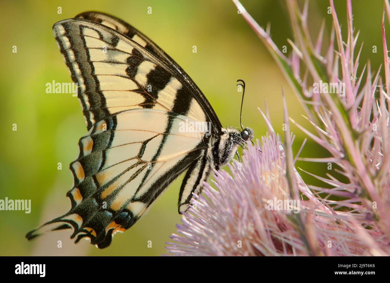 USA, Texas, Caddo Lake National Wildlife Refuge. La farfalla di coda di rondine della tigre orientale si nutre di una pianta di cardo gigante. Foto Stock