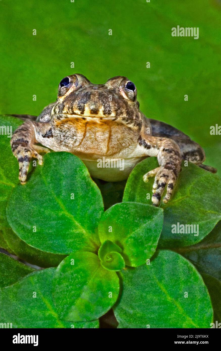 USA, Texas, Hill Country. Rana abbaiata orientale su piante acquatiche a in stagno. Foto Stock