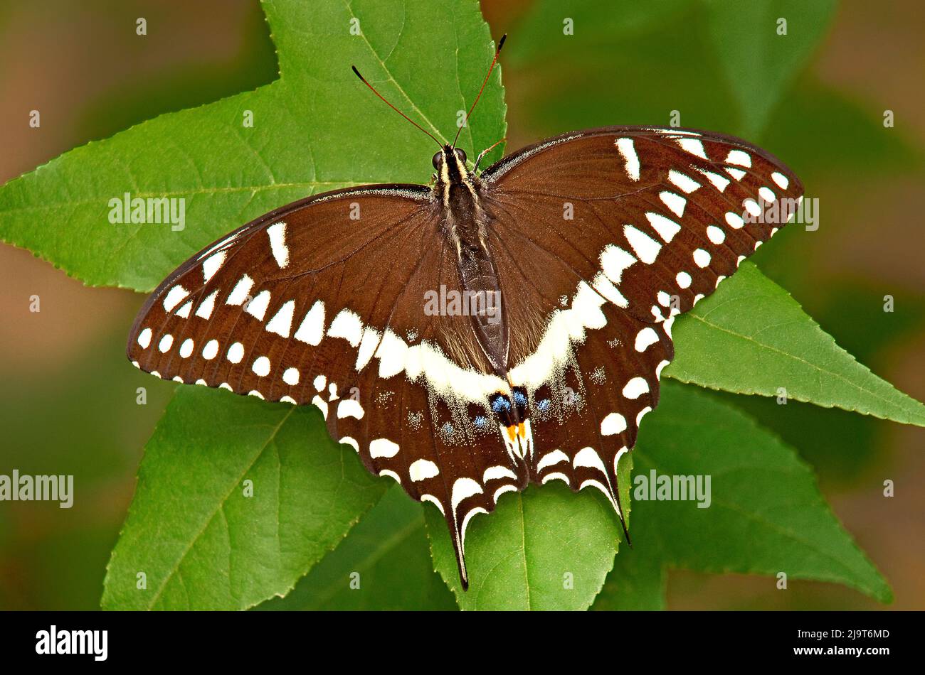 USA, Texas, Contea di Jasper. Palamedes farfalla swallowtail sulla foglia. Foto Stock